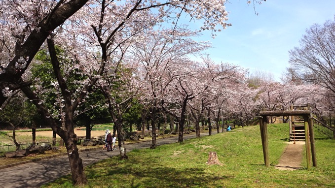 桶川市 城山公園 桜 花見