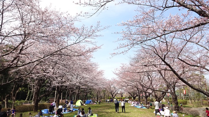 桶川市 城山公園 花見 桜