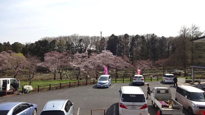 上尾丸山公園 桜 花見
