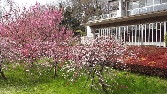 上尾市 丸山公園と運動公園で花見 開花状況はこんな感じ Mitchie Mのブログ