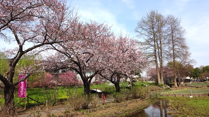 上尾丸山公園 桜 花見
