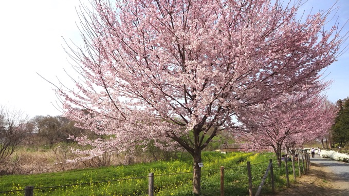 上尾市 丸山公園と運動公園で花見 開花状況はこんな感じ Mitchie Mのブログ