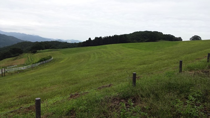 秩父高原牧場 自転車 ポピー畑