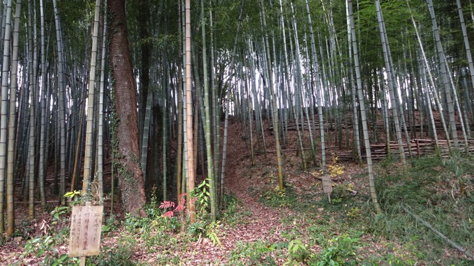 秋川丘陵ハイキング 竹林