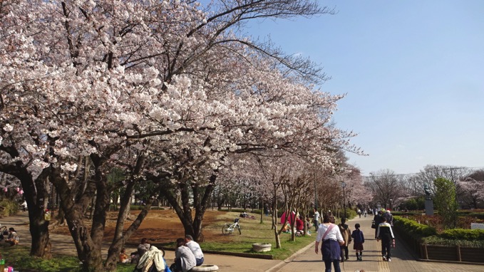 与野公園 桜