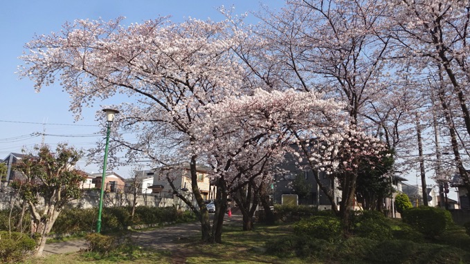与野公園 桜