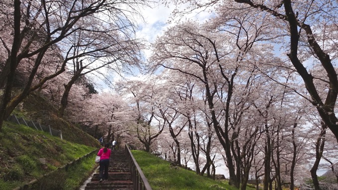 桜の小道 津久井城山ハイキング