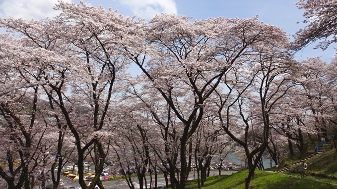 桜の小道 津久井城山ハイキング