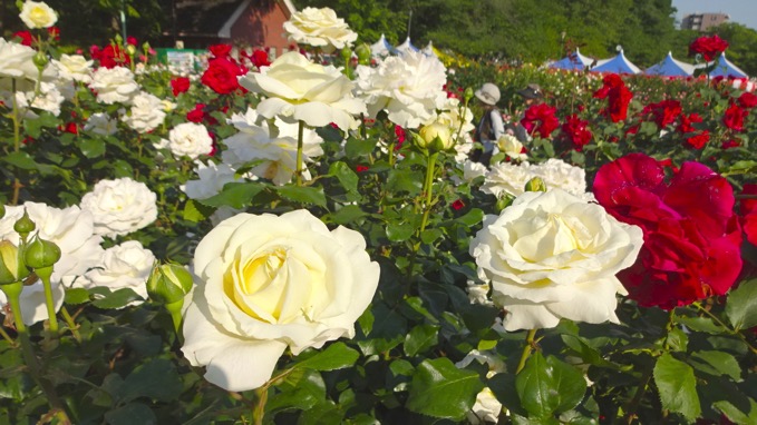 与野公園のバラの開花状況をレポート ばらまつり 開催 Mitchie Mのブログ