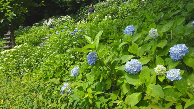 長谷寺のあじさいの開花状況をレポート 神奈川県鎌倉市 Mitchie Mのブログ