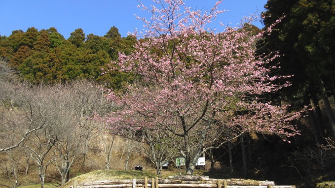 最明寺史跡公園 