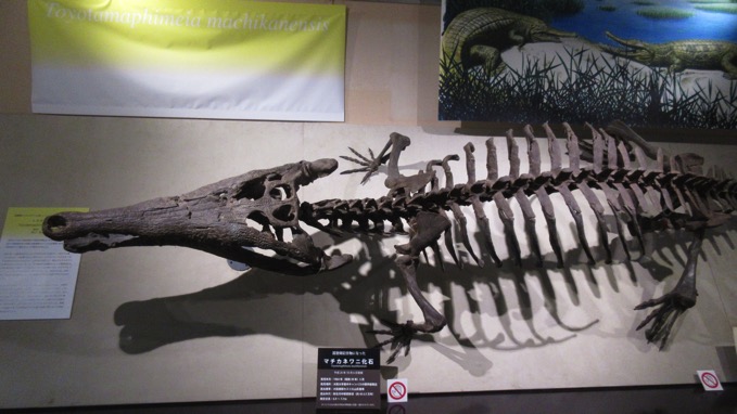 マチカネワニ化石