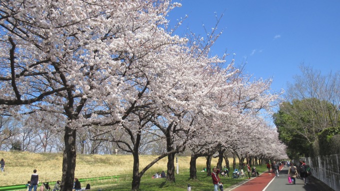 川越水上公園 桜
