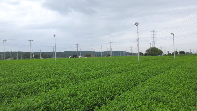 狭山茶畑